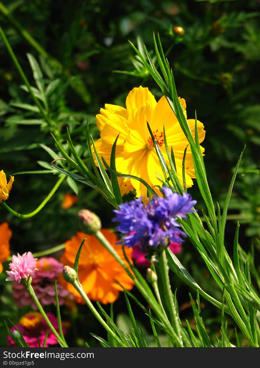 Orange cosmos flower green background great DOF luscious photo. Orange cosmos flower green background great DOF luscious photo