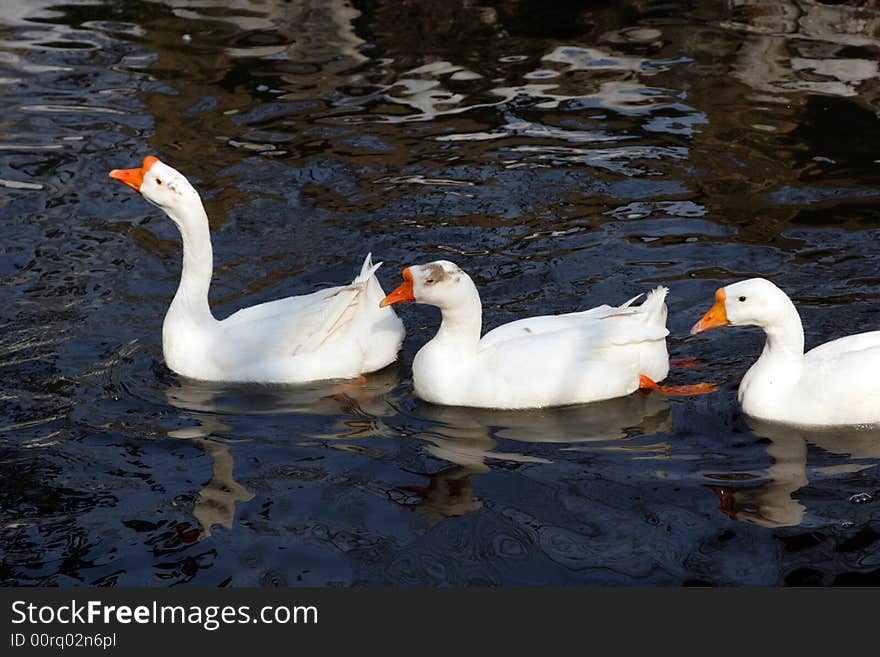 Several gooses are swimming happily in the pond and looking for food.This picture is taken in Hanshan Temple in Suzhou ,China.