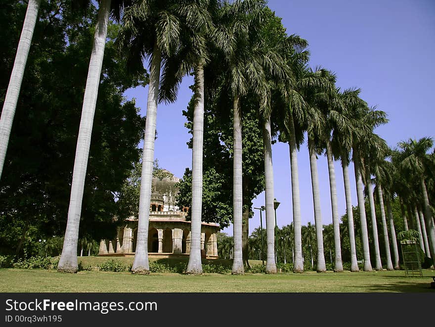 Silhouetted palm trees, lodhi gardens, delhi, india