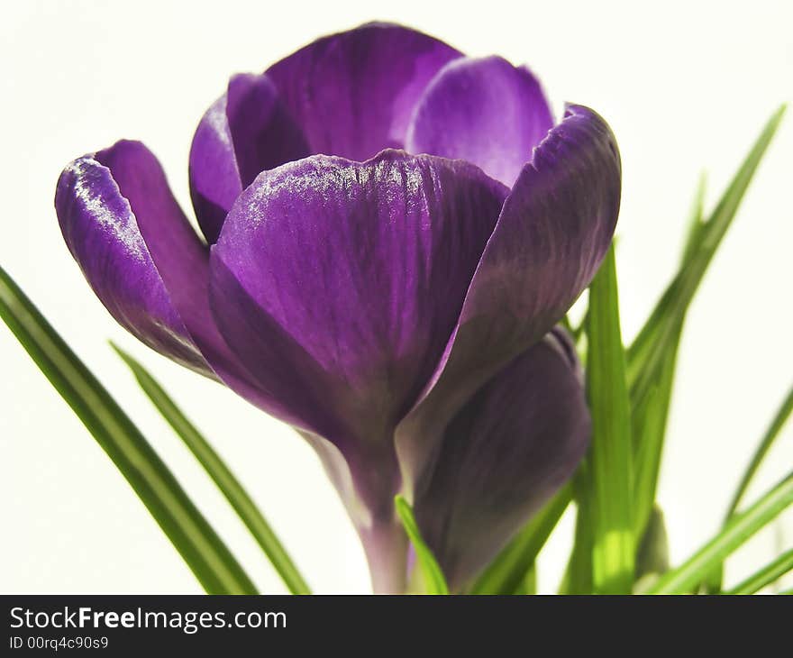 Crocus Petals