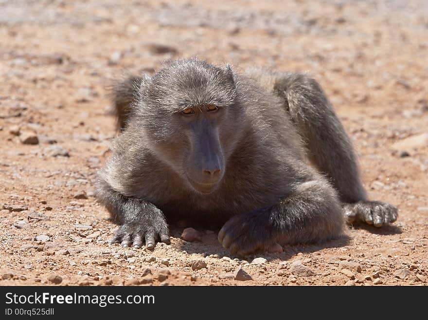 Young male Chacma baboon grubbing for food on stony ground at Cape Point Nature Reserve.