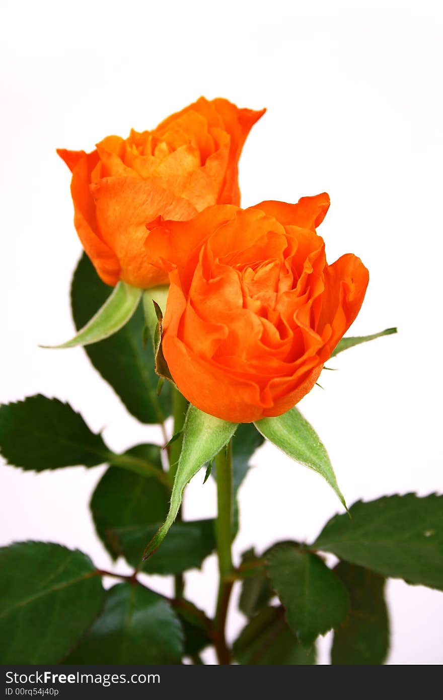 Closeup of pink and orange rose