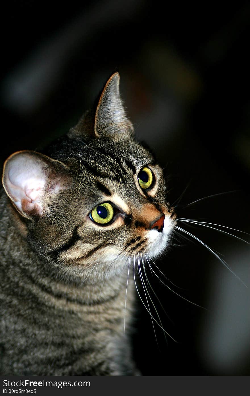 Macro of pensive tiger cat. Macro of pensive tiger cat