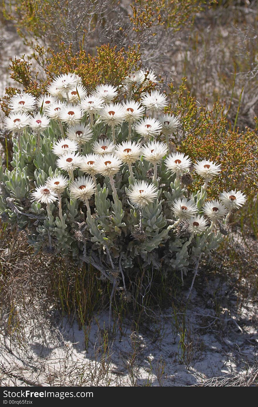 Helichrysum wild flowers growing in fynbos natural habitat. Helichrysum wild flowers growing in fynbos natural habitat.