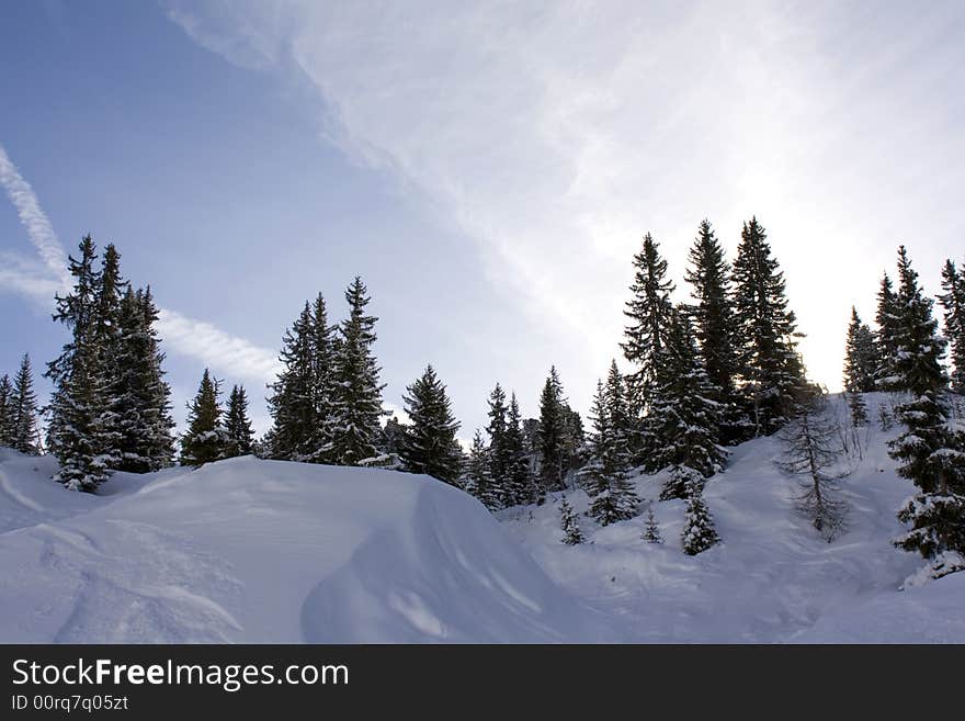 Snowy Trees