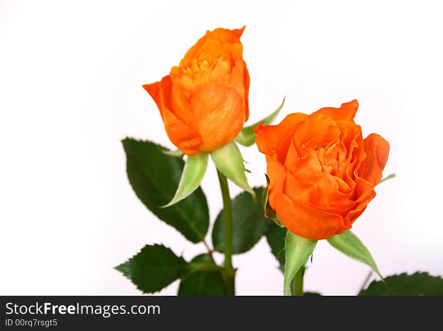 Closeup of pink and orange rose