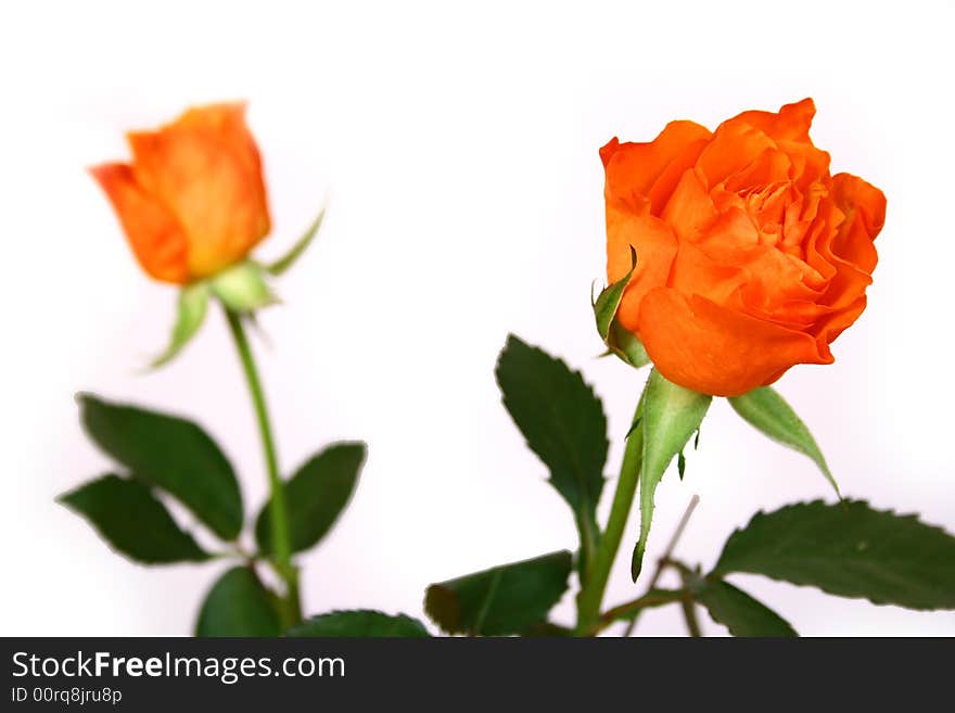 Closeup of pink and orange rose