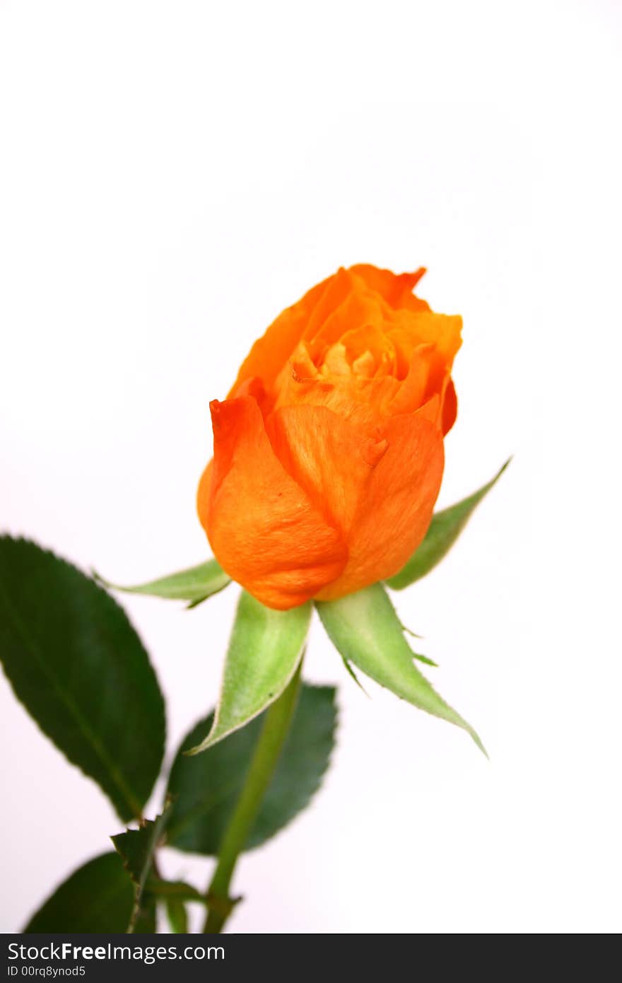 Closeup of pink and orange rose