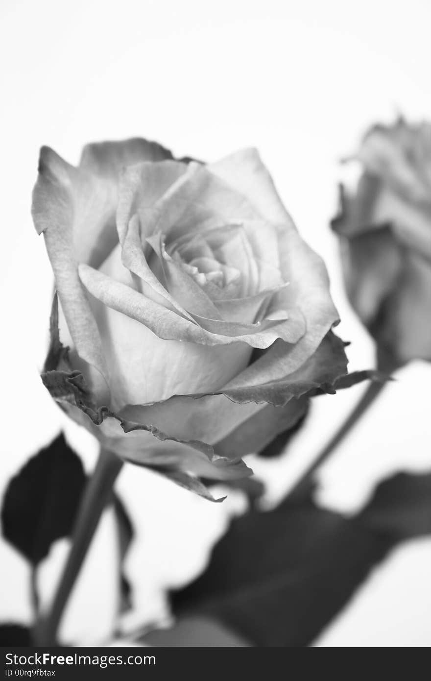 Closeup of pink and orange rose