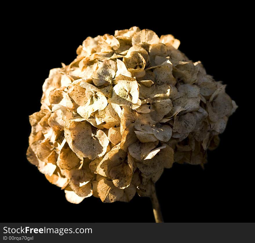 An old hydrangea flower head in bright sunlight against a black background. An old hydrangea flower head in bright sunlight against a black background