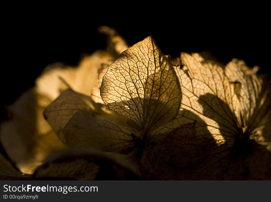 A close up of an old hydrangea flower head, back-lit by the sun against a black background. A close up of an old hydrangea flower head, back-lit by the sun against a black background