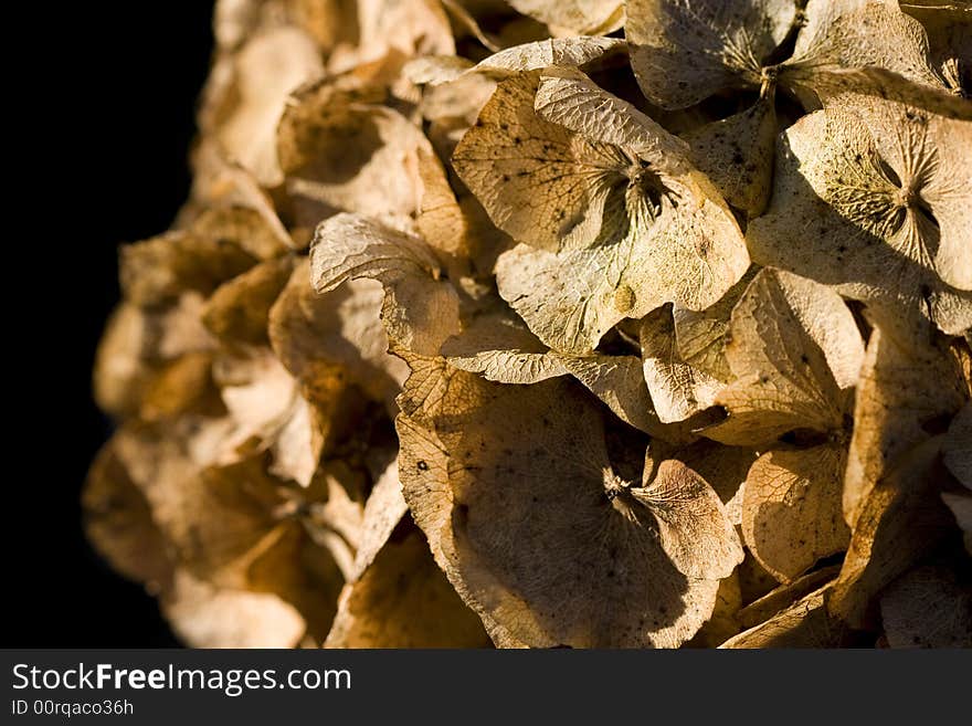 A close up of an old hydrangea flower head in bright sunshine against a black background. A close up of an old hydrangea flower head in bright sunshine against a black background