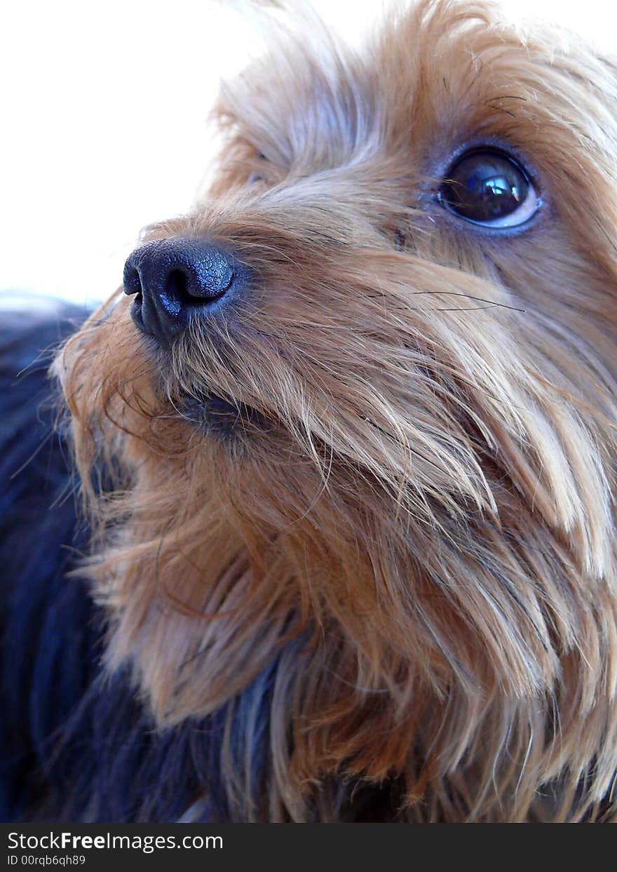 Small dog´s face portrait. Yorkshire Terrier closely.