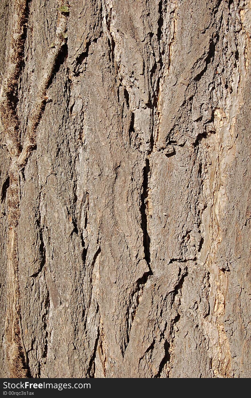 Bark of ginko biloba