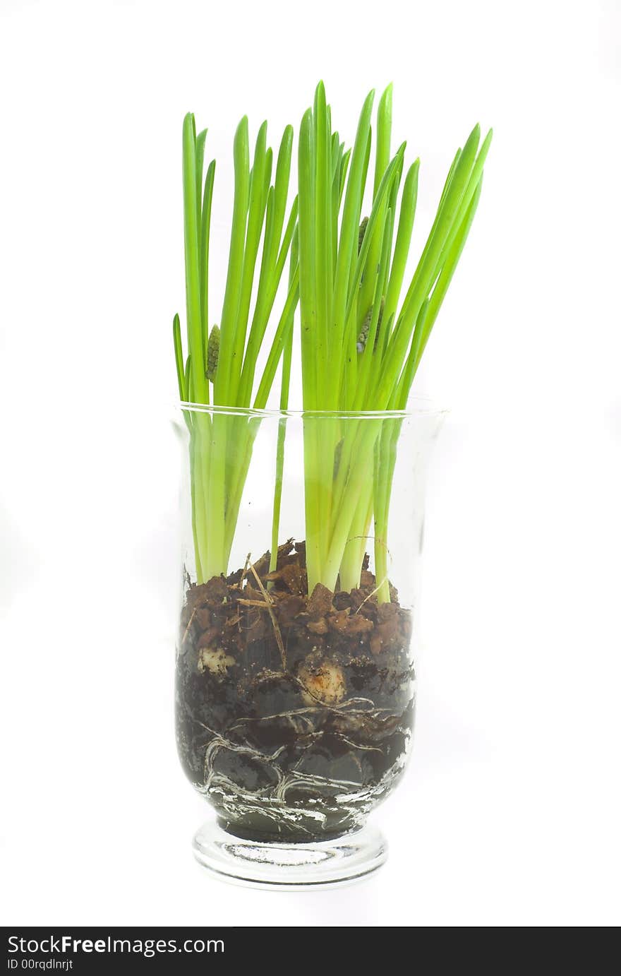 Young green small  plant on white background. Young green small  plant on white background