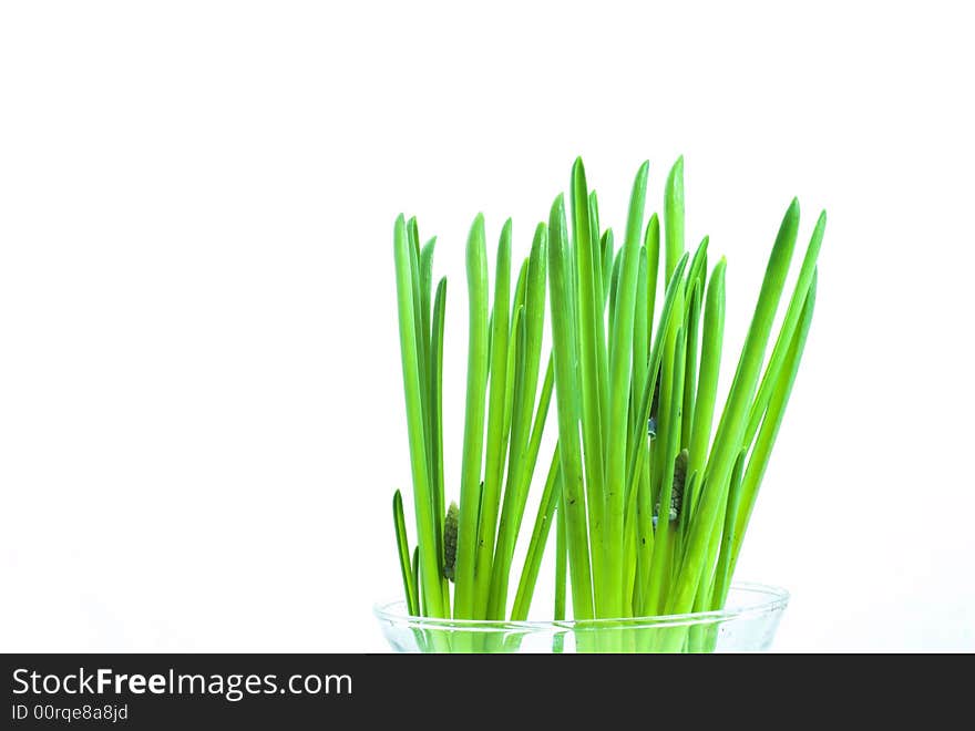 Young green small  plant on white background. Young green small  plant on white background