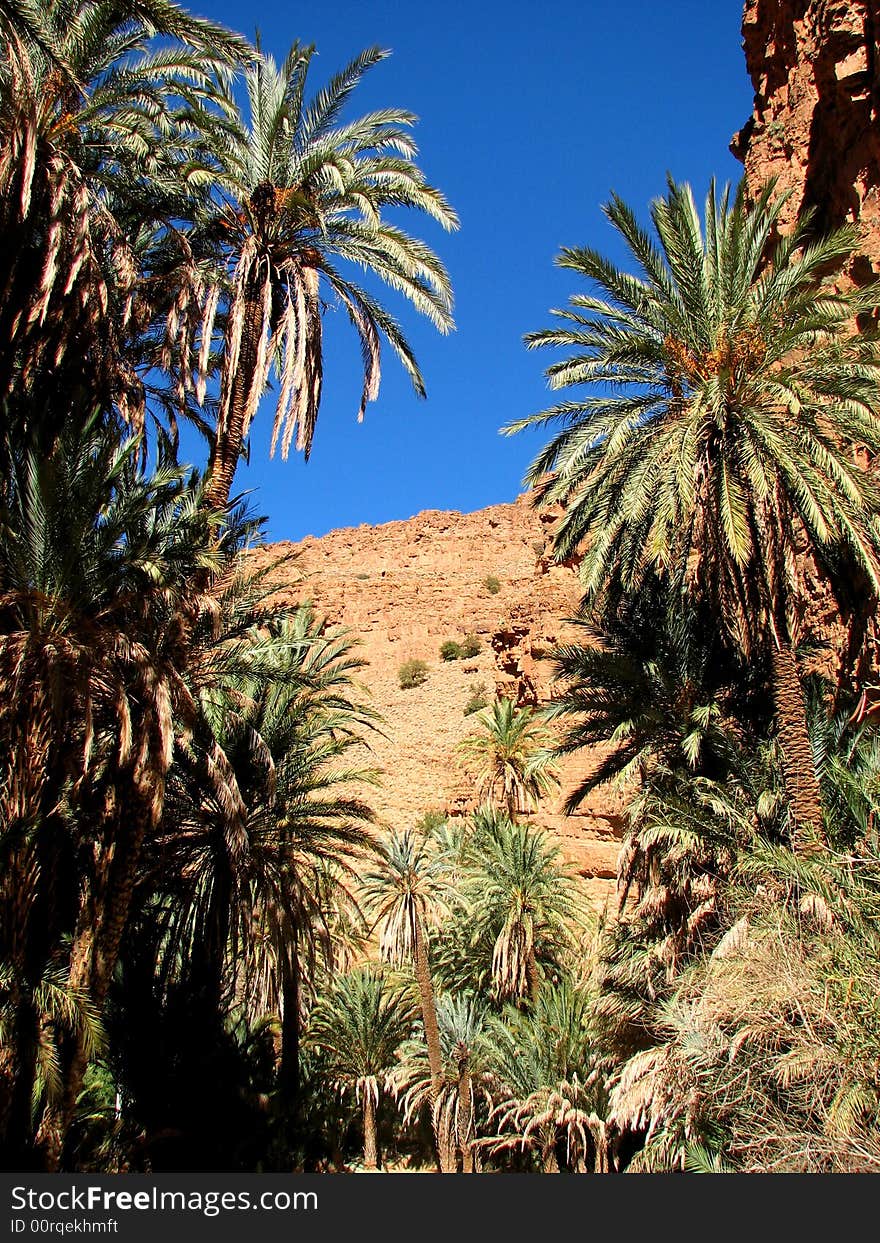 Palm Tree Of An Oasis In The Mountain In Morocco