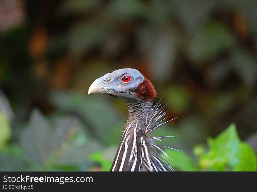 Vulturine Guineafowl