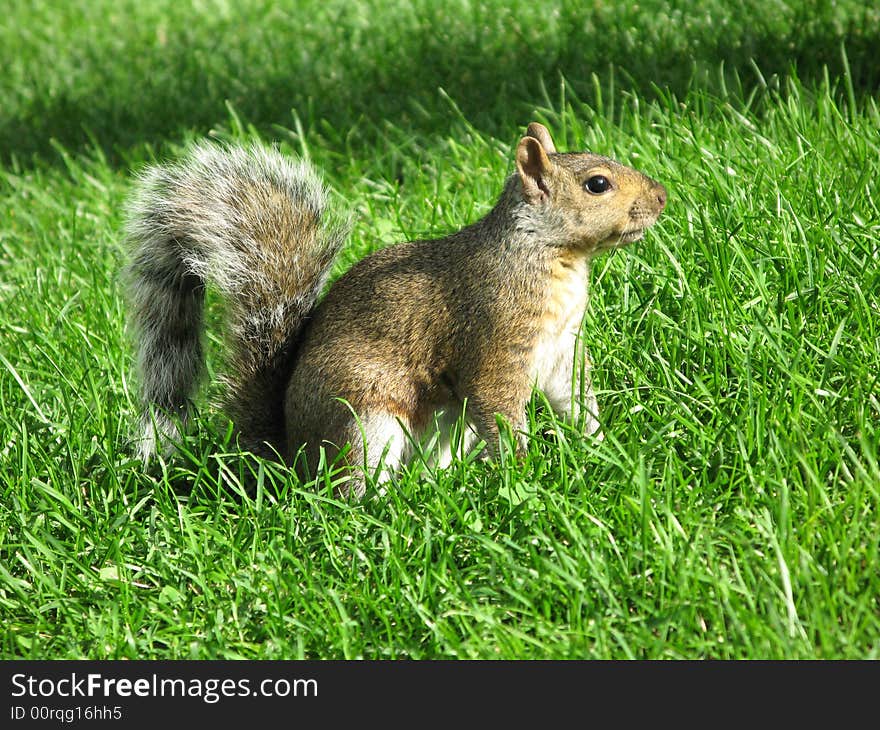 Picture of squirrel on the grass. Picture of squirrel on the grass