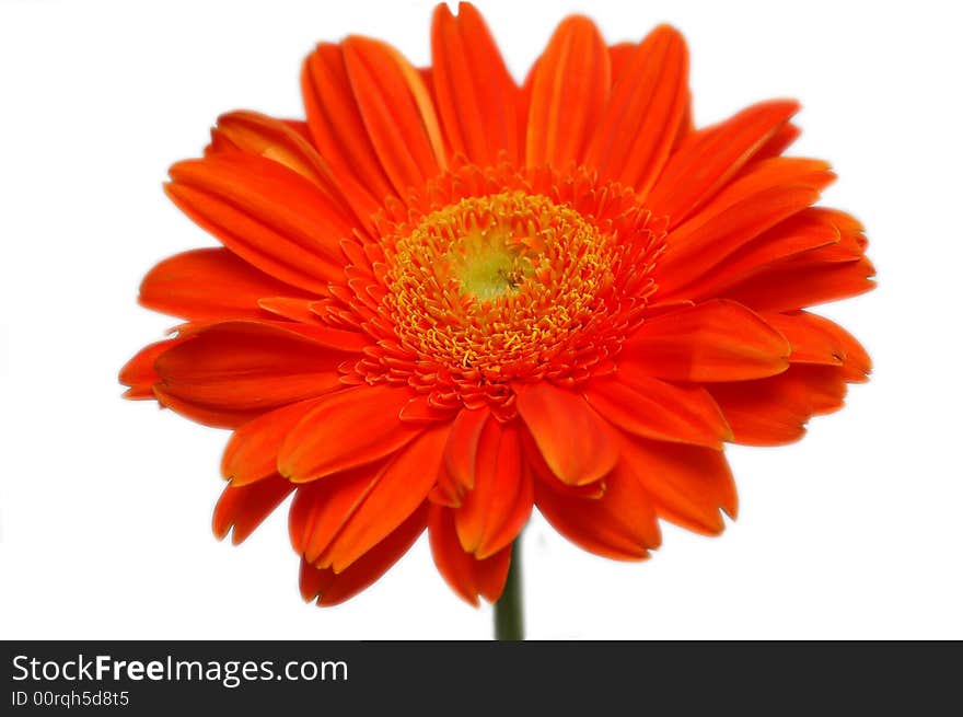 Orange gerber isolated on a white background