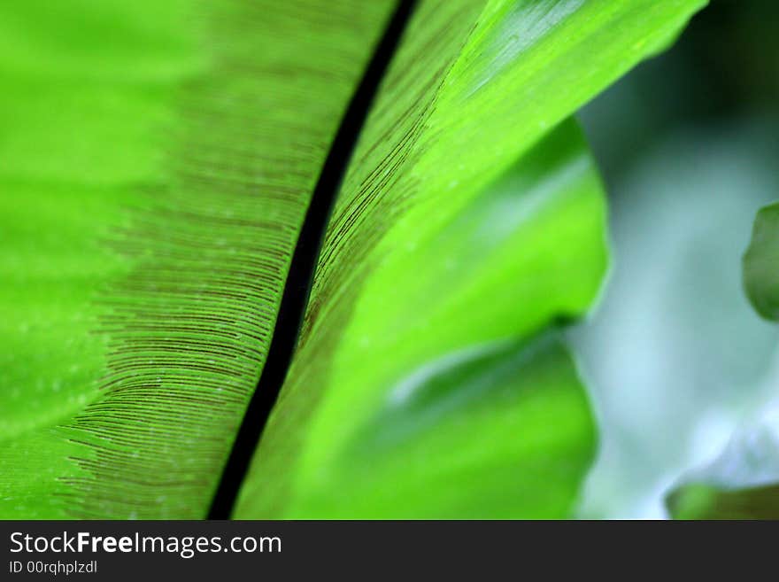 Macro of a tropical leaf underblly. Macro of a tropical leaf underblly