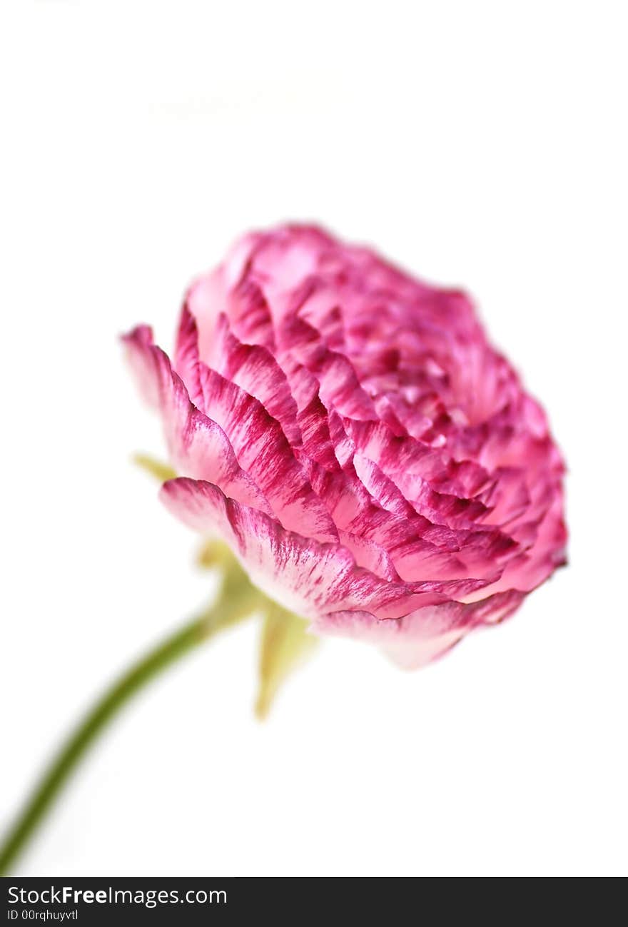 Beautiful pink flower isolated on a white background