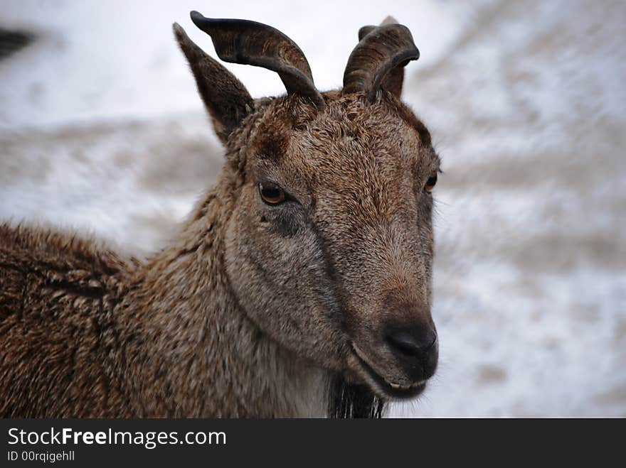 Billy-goat portrait