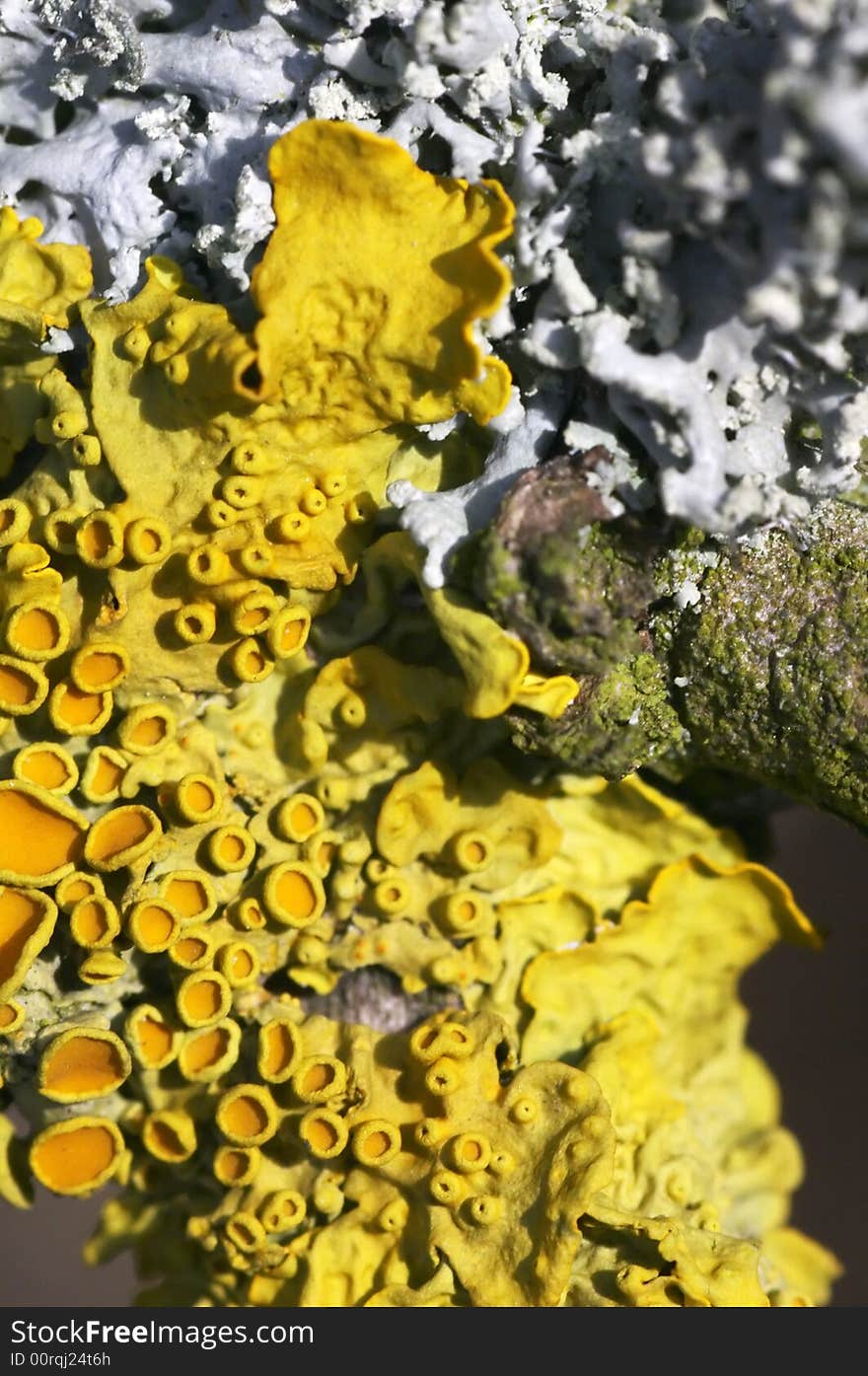 Mushrooms growing on a branch