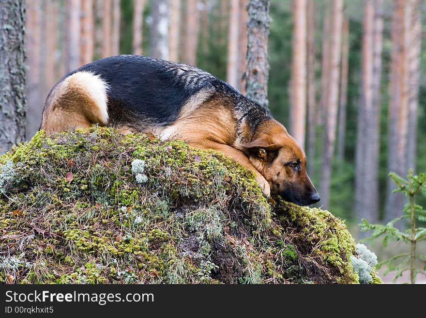 Germany Sheep-dog laying on the stone