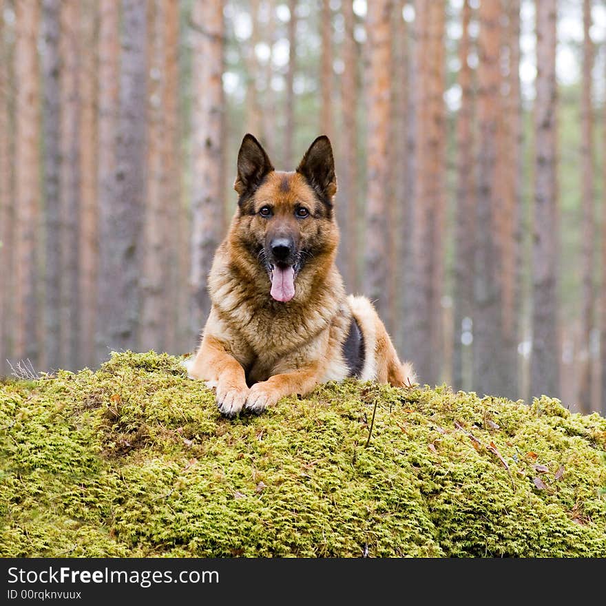 Germany Sheep-dog laying on the stone