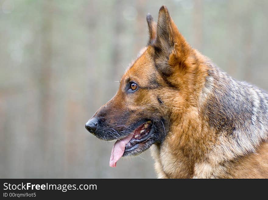 Germany sheepdog portrait on the green backgrounds. Germany sheepdog portrait on the green backgrounds