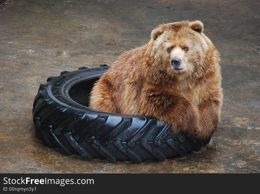 Grizzly bear in wheel