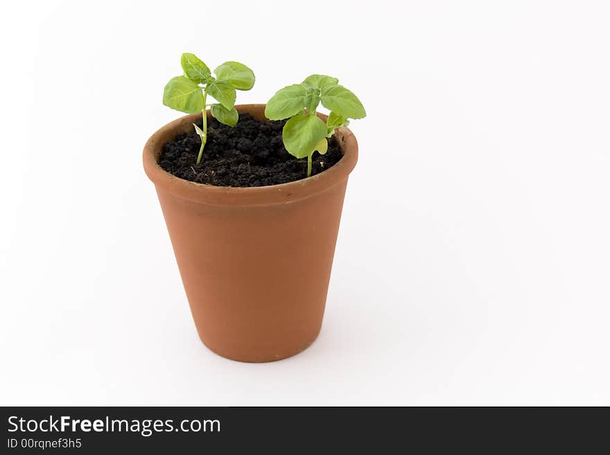 Fresh basil in garden container