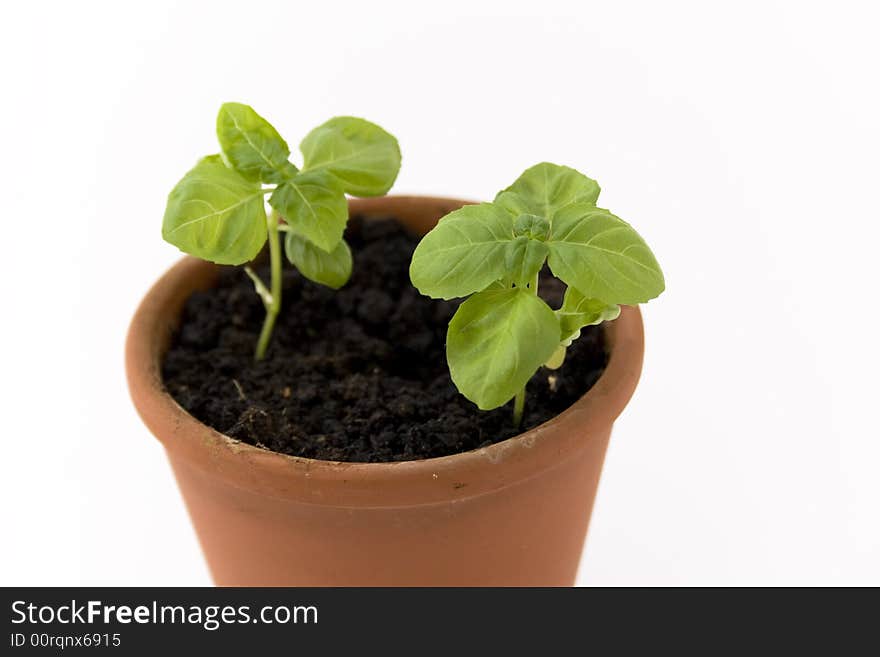 Fresh basil in garden container