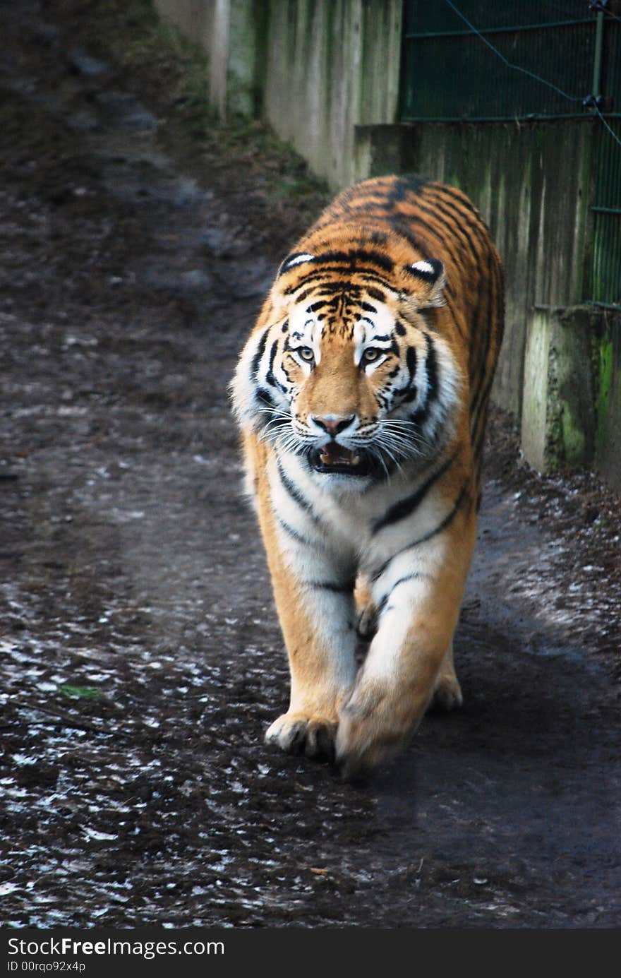 Beautiful angry Siberian tiger, ready to fight