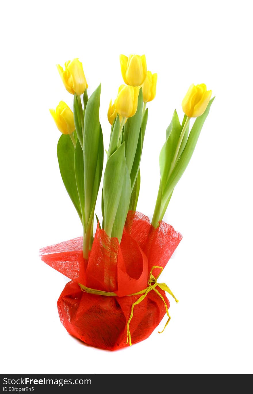 Natural fresh tulips over white