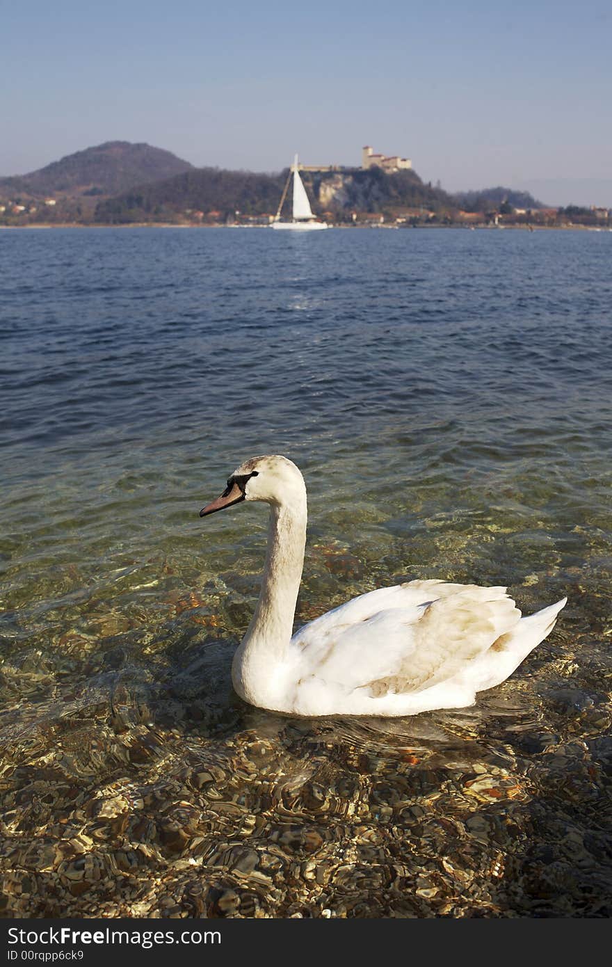 Swan at lake