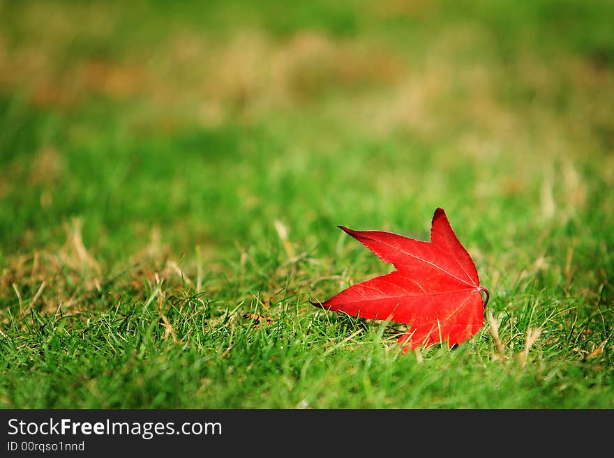 A red maple leaf on grassland. A red maple leaf on grassland