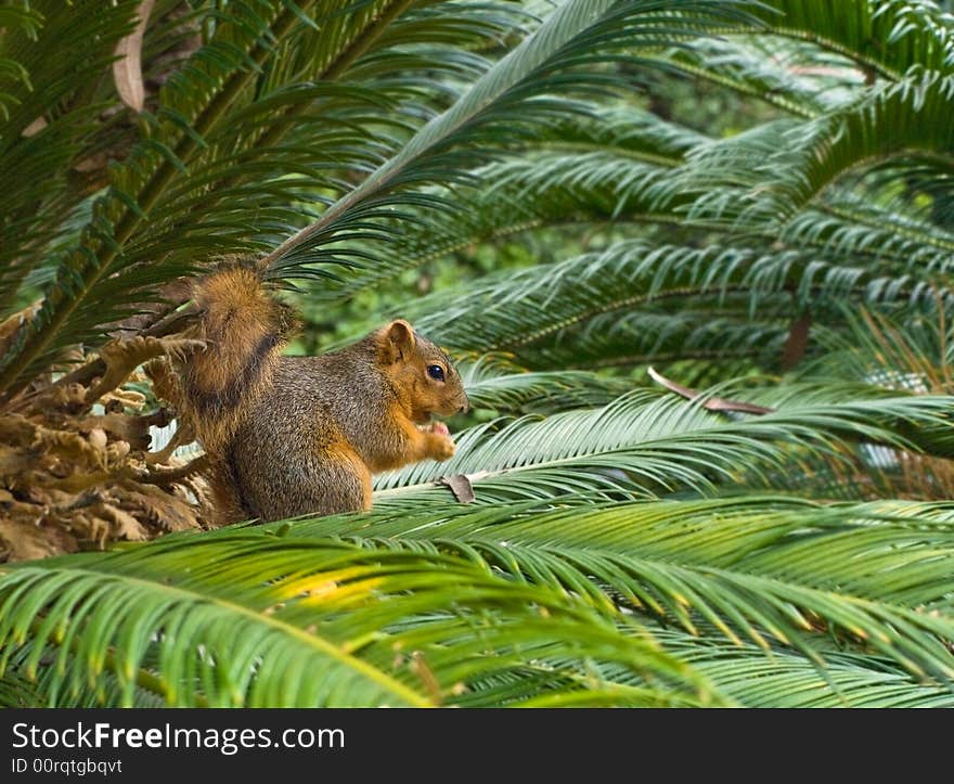 Red Squirrel