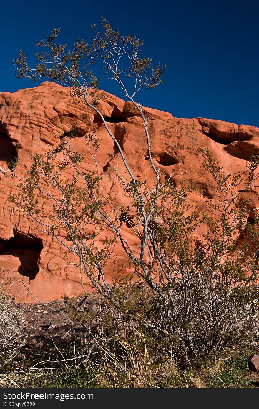 Tree and red rock, Lake Mead Recreational Area, Nevada