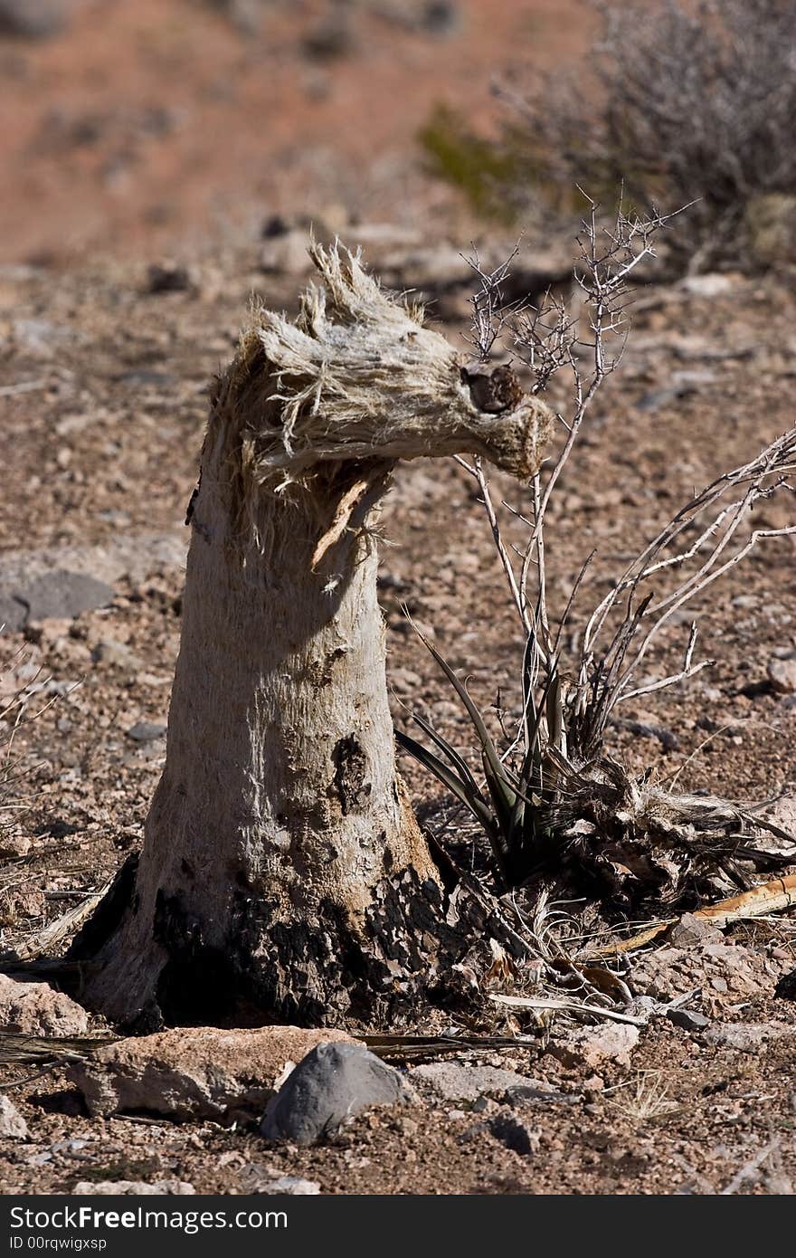 Dead Joshua Trees