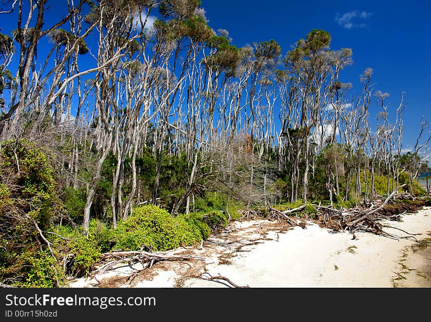 Trees on the beach at Wilsons Prom. Trees on the beach at Wilsons Prom