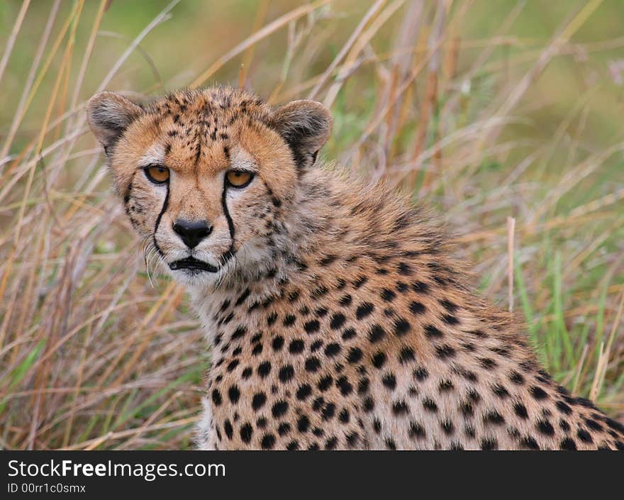 Cheetah portrait