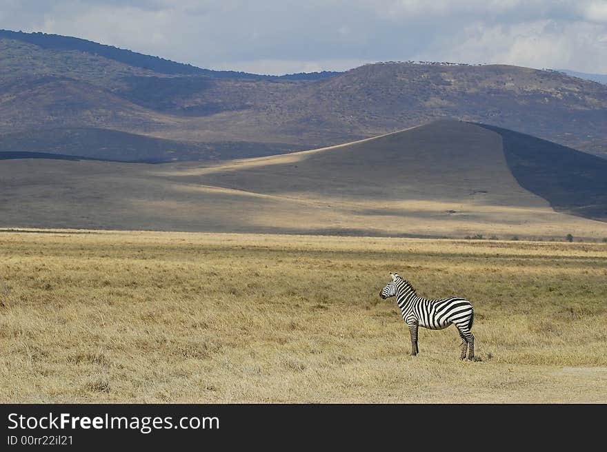 Zebra in the Ngorongoro plain