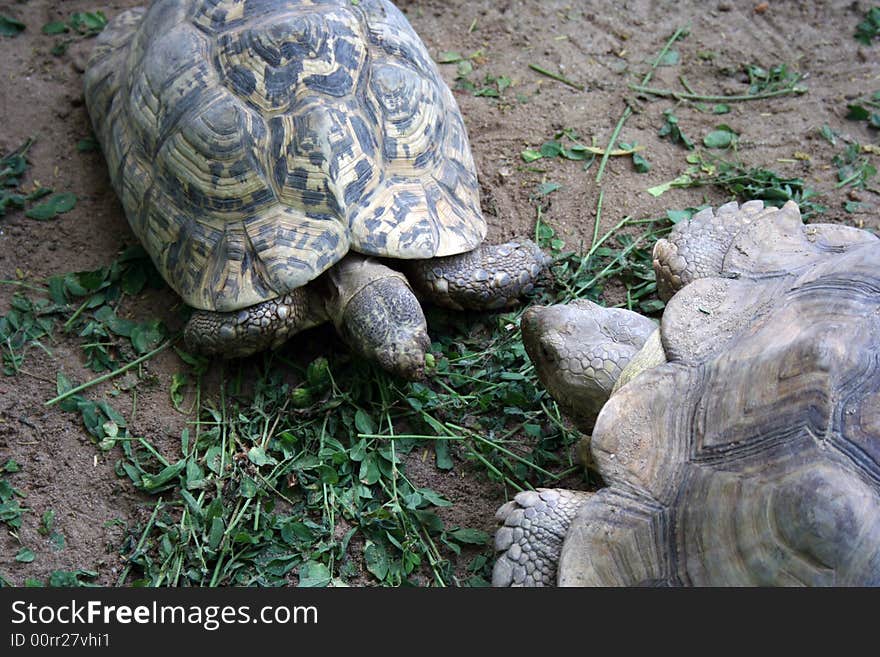 A turtle couple in the zoo