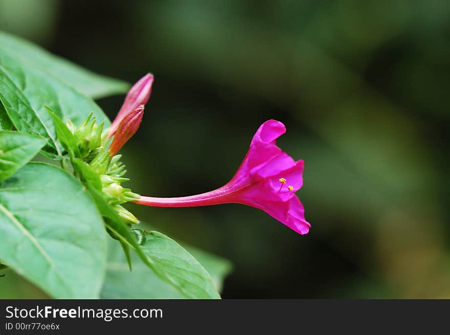 Purple flower blooming in the green background