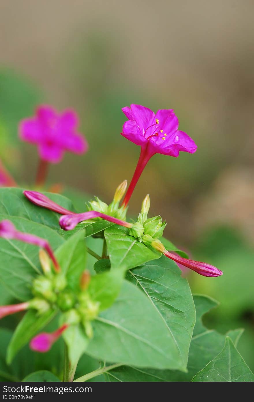 Purple flower and leaves