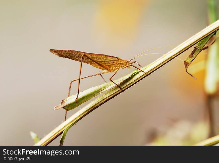 A yellow katydid is staying on the branch