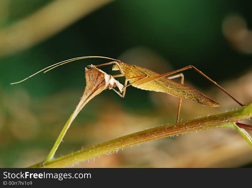 Close-up shoot of katydid is staying on the leaf