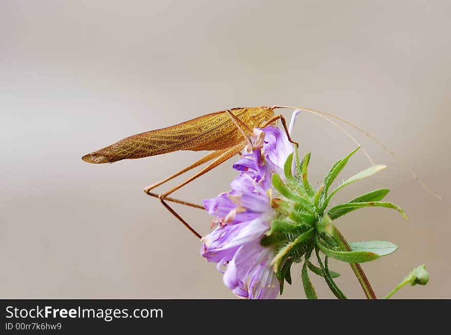 A yellow katydid is staying on the flower. A yellow katydid is staying on the flower